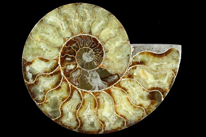 Cut Ammonite Fossil (Half) - Agatized #125571